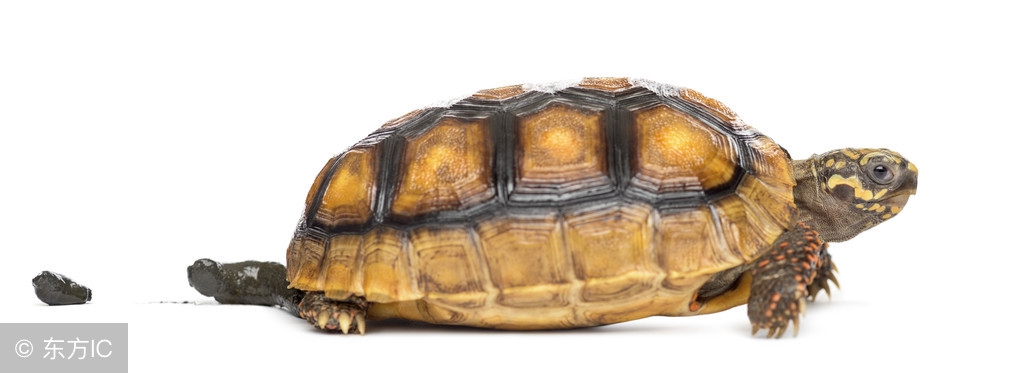 山龟的食物有哪些,野生陆龟吃什么