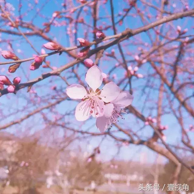 石家庄哪的公园樱花开了,石家庄樱花现在还有吗