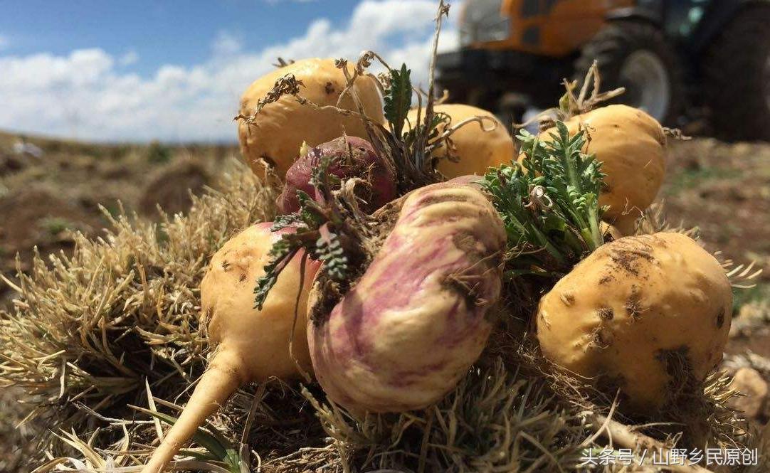 揭秘玛咖的骗局,玛咖传销骗局是真的吗