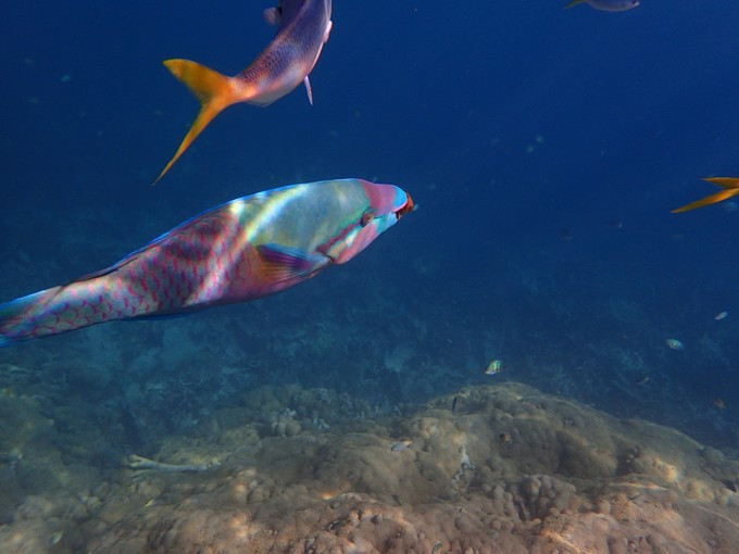 帕劳旅行攻略及住宿,帕劳自驾游十大注意事项