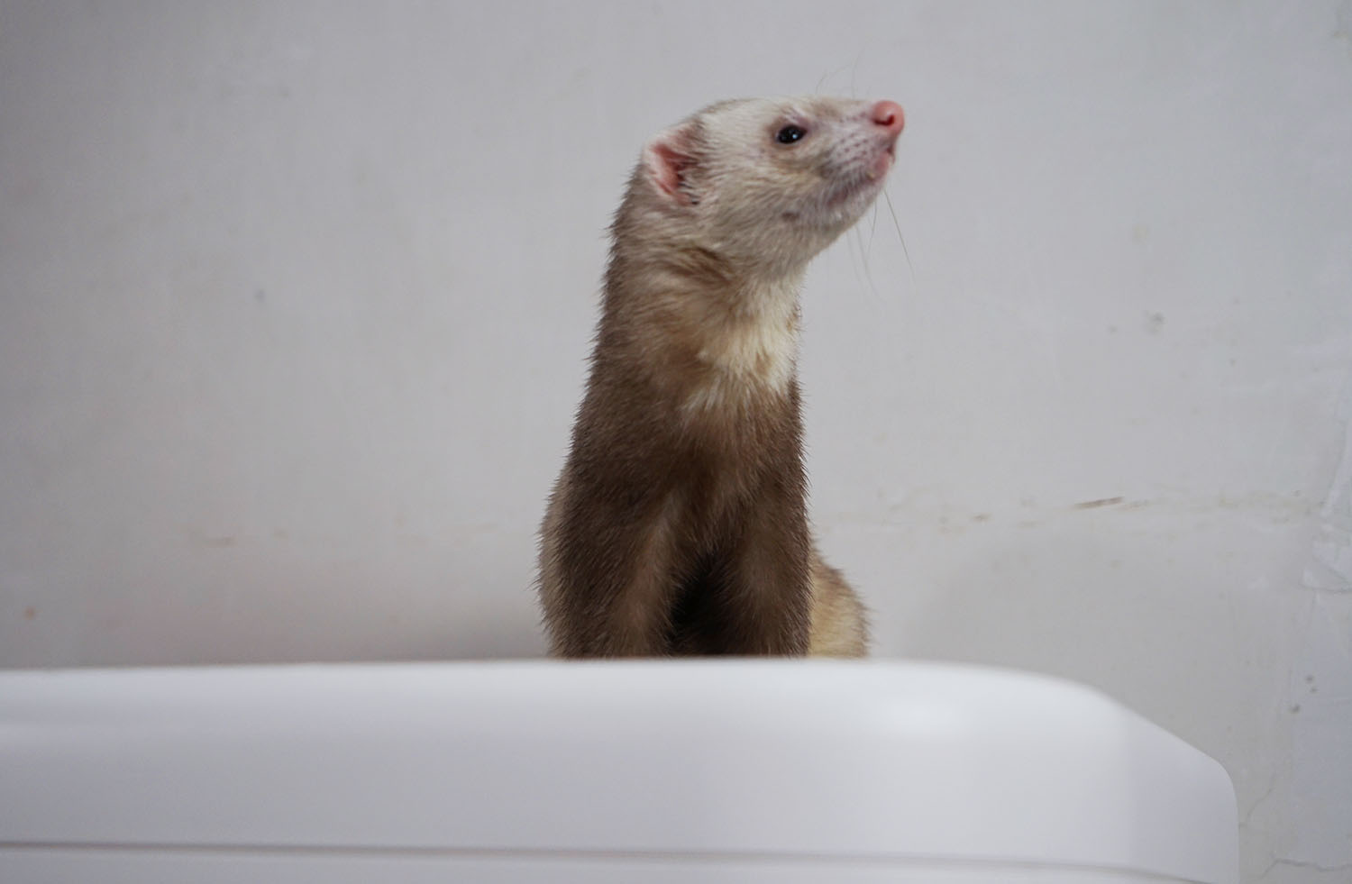 空气净化器除宠物屎味吗,空气净化器能去除宠物异味吗