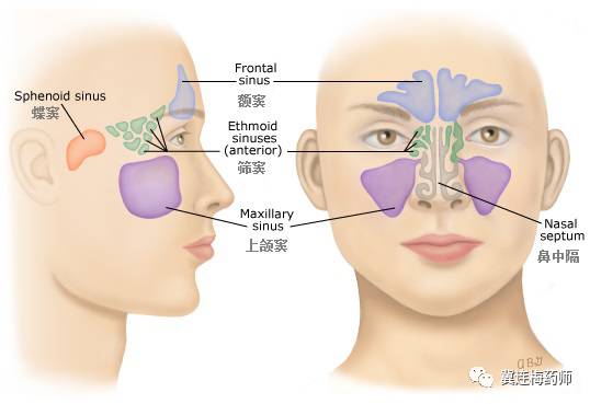 针对过敏性鼻炎的药,对付过敏性鼻炎