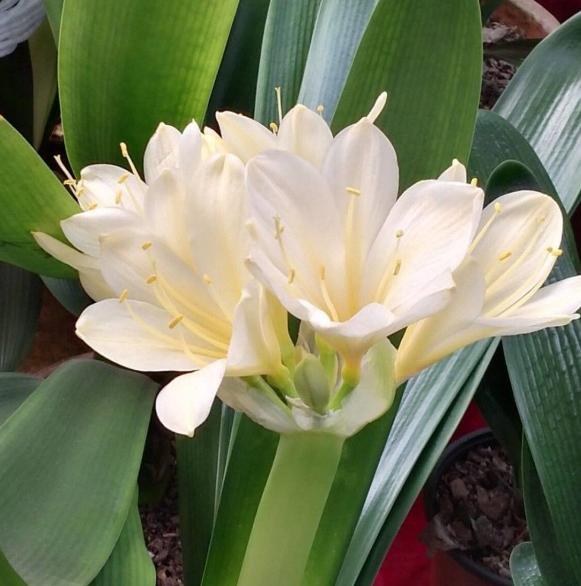 分享君子兰养护小妙招,分享君子兰养护技巧