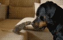 武汉仓鼠咬到小孩,小孩被小仓鼠咬伤