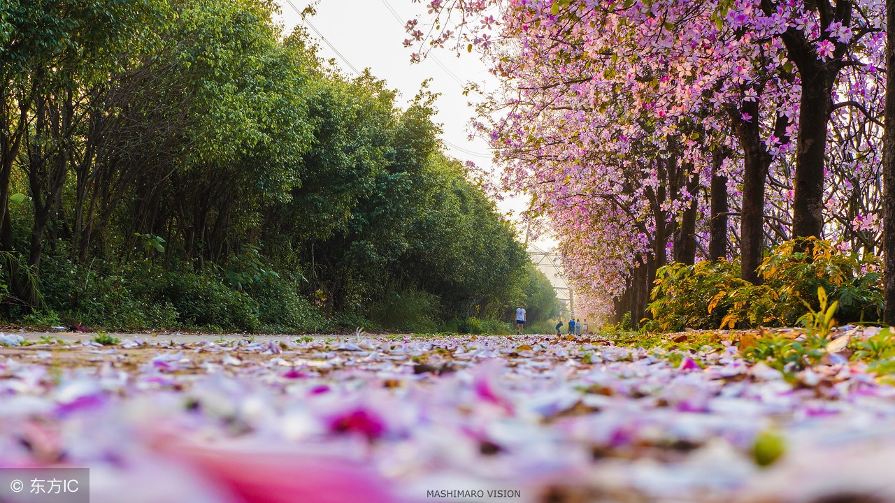 唐诗三百首之003送杜少府之任蜀州,唐诗三百首杜甫旅夜书怀诗词赏析