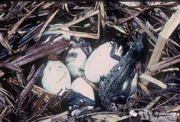 扬子鳄被称为古老的爬行动物,新生代爬行动物巨鳄