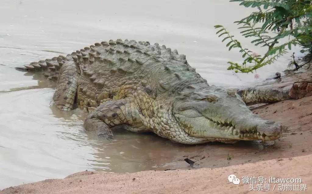 扬子鳄被称为古老的爬行动物,新生代爬行动物巨鳄