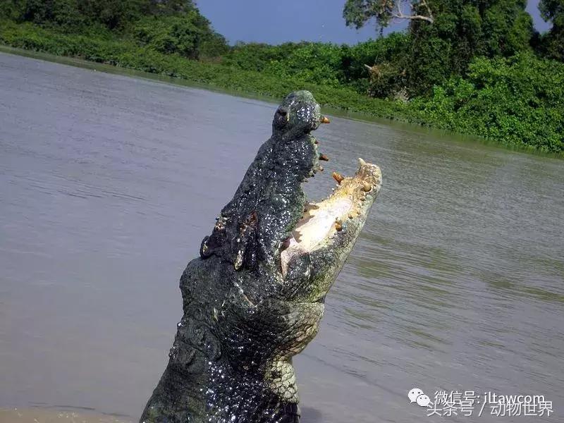 扬子鳄被称为古老的爬行动物,新生代爬行动物巨鳄