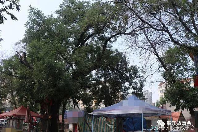 山东栖霞和南京栖霞有什么关系,栖霞和南京栖霞