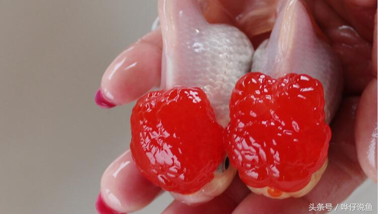 养宠物鱼的心法,新手养宠物健康知识