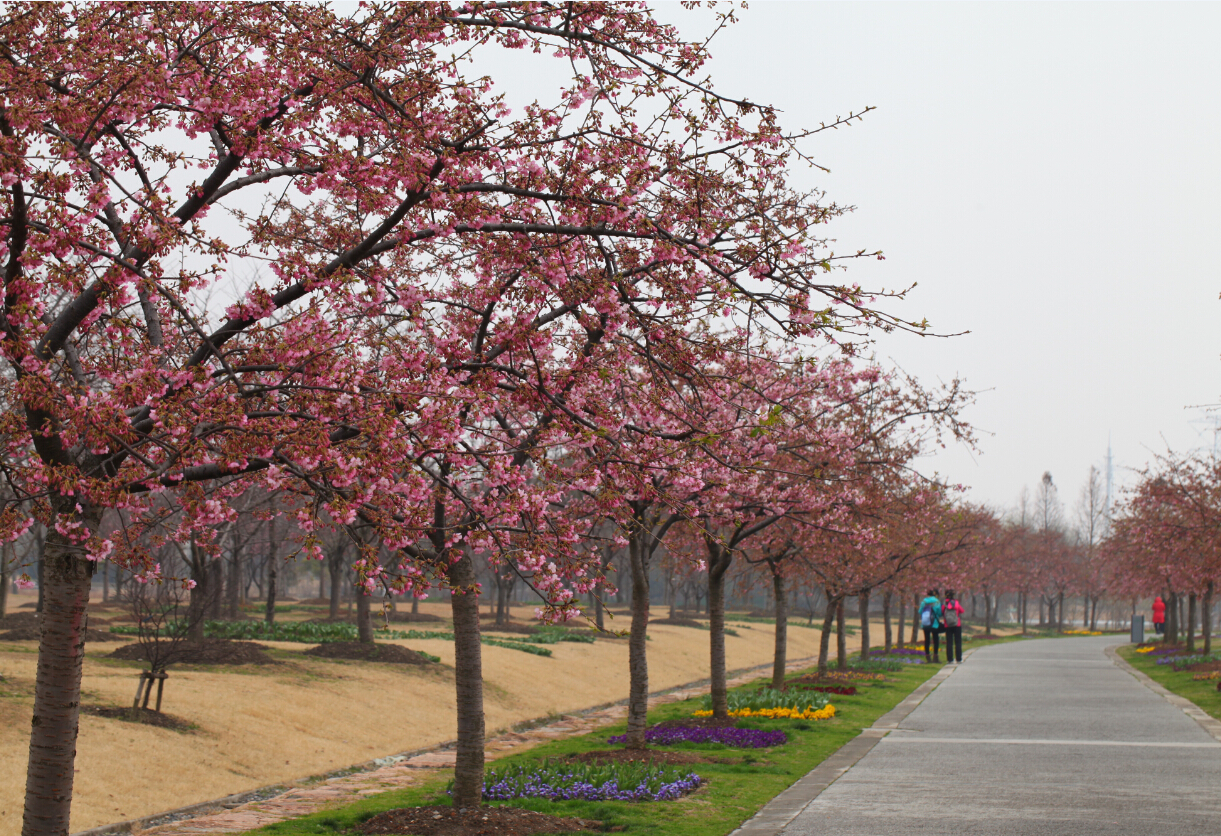 不用去日本也能看富士山,上海赏樱花攻略必去的地方