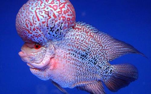 罗汉鱼饲养方法,金花罗汉鱼饲养技巧