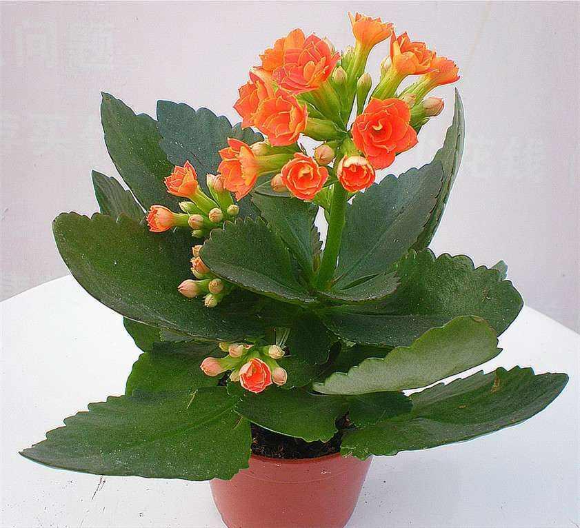 风水植物最好养哪几种,财源滚滚植物和摆件