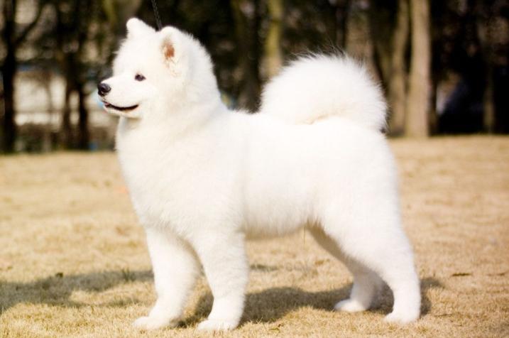 全世界公认的这几种狗狗最好看,十大最受欢迎的大型狗狗排名