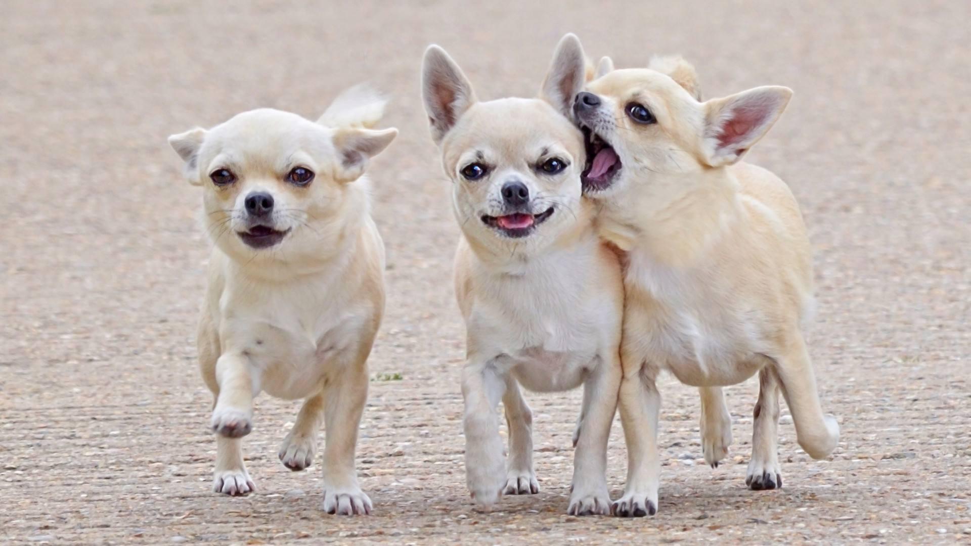 全世界公认的这几种狗狗最好看,十大最受欢迎的大型狗狗排名