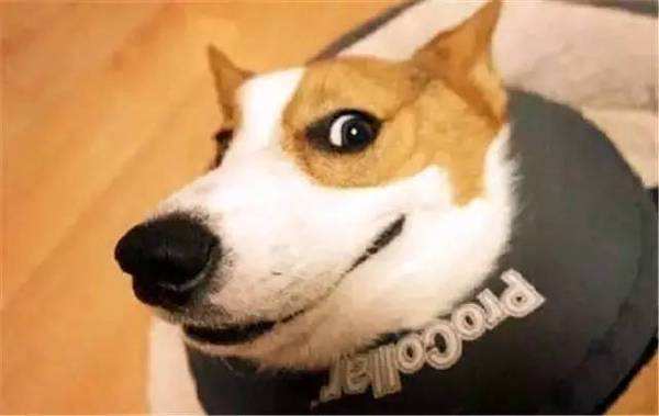 最受欢迎的前十种狗狗,最受欢迎的10种狗狗排行榜