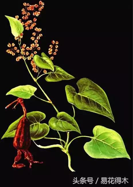 绿植山乌龟的养护方法有哪些,山乌龟的饲养方法与技巧