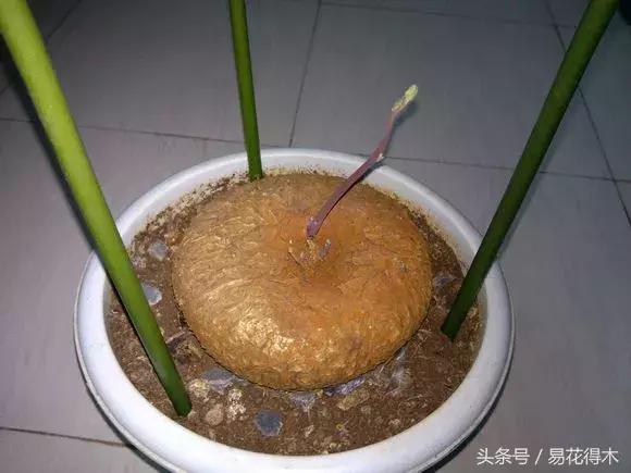 山乌龟怎么养才长得好看,山乌龟大小有区别吗怎么养