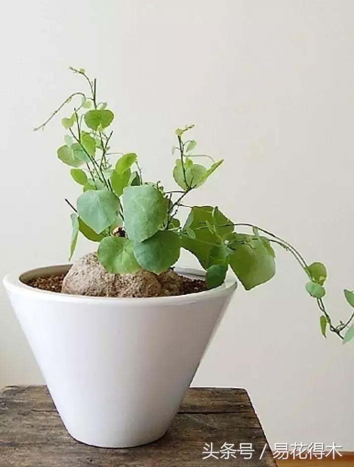 绿植山乌龟的养护方法有哪些,山乌龟的饲养方法与技巧