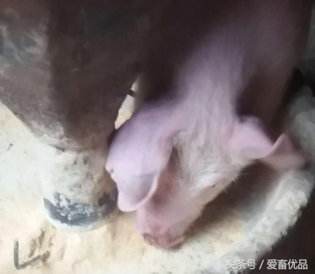 小猪一只耳朵老往后偏是怎么回事,小猪肿耳朵是什么原因