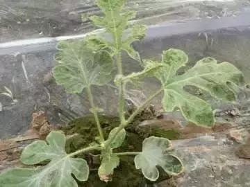 西瓜怎么种才结出的瓜多,西瓜怎么种才会结瓜多