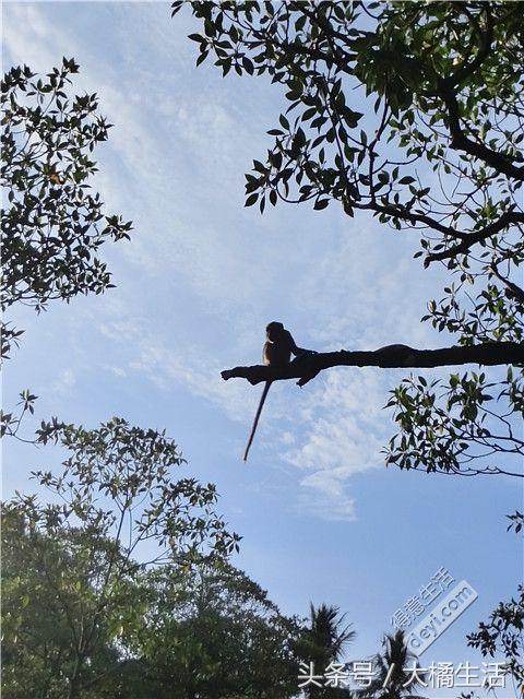 悠哉的沙巴行空气清新重要的是接机仅需1元