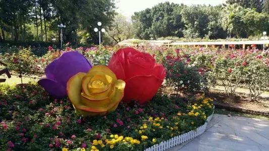 深圳仙湖植物园清明踏青赏花,深圳2022清明能去旅游吗