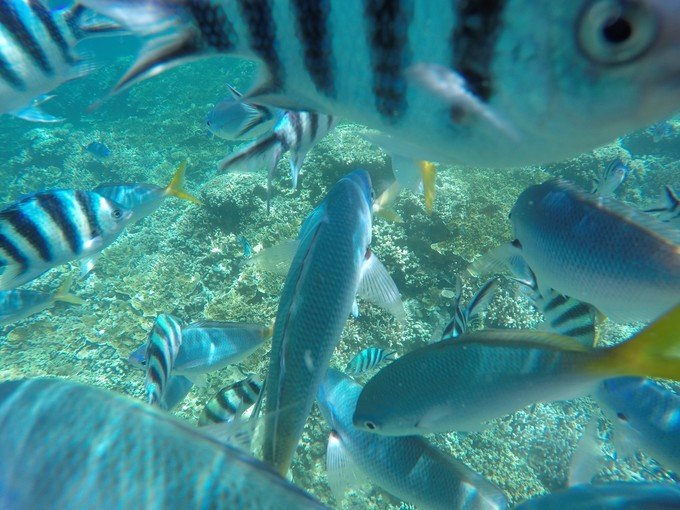 宝贝喜欢小金鱼,宝贝喜欢玩水