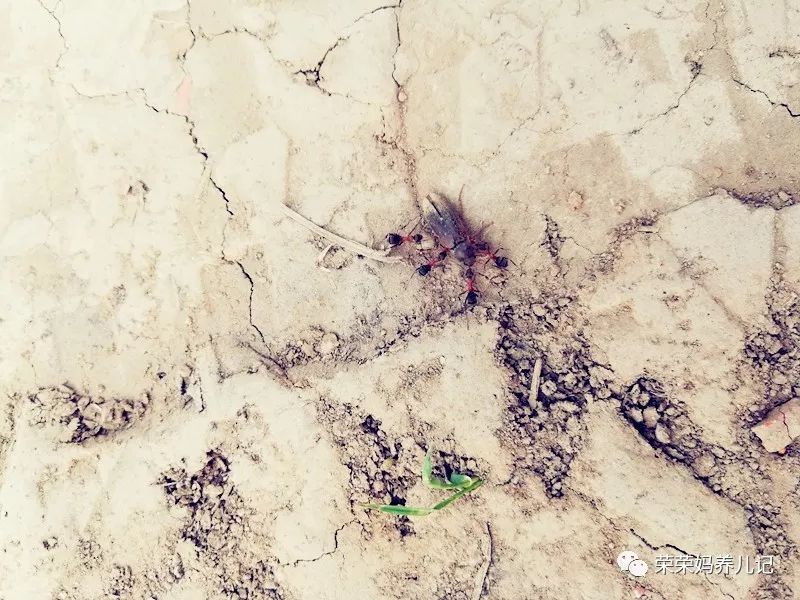 春暖花开别人出去春游,春暖花开溜娃的好地方