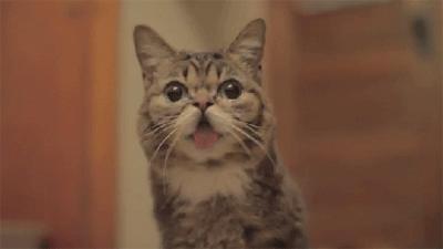 各位铲屎官们，关于猫咪的十大冷知识，你们都知道吗？