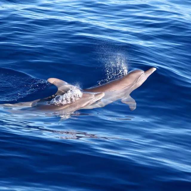 娉曞浗鍏嶇灏忓矝鏃呮父,娉曞浗鍏嶇娴峰矝鏃呮父