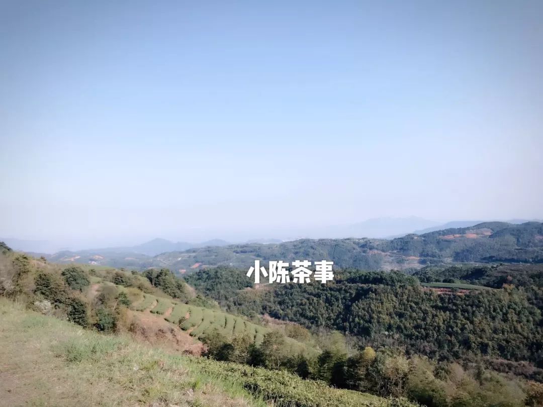 傍大师，认品牌，这些不懂茶的白茶掌柜有点“飘”了！