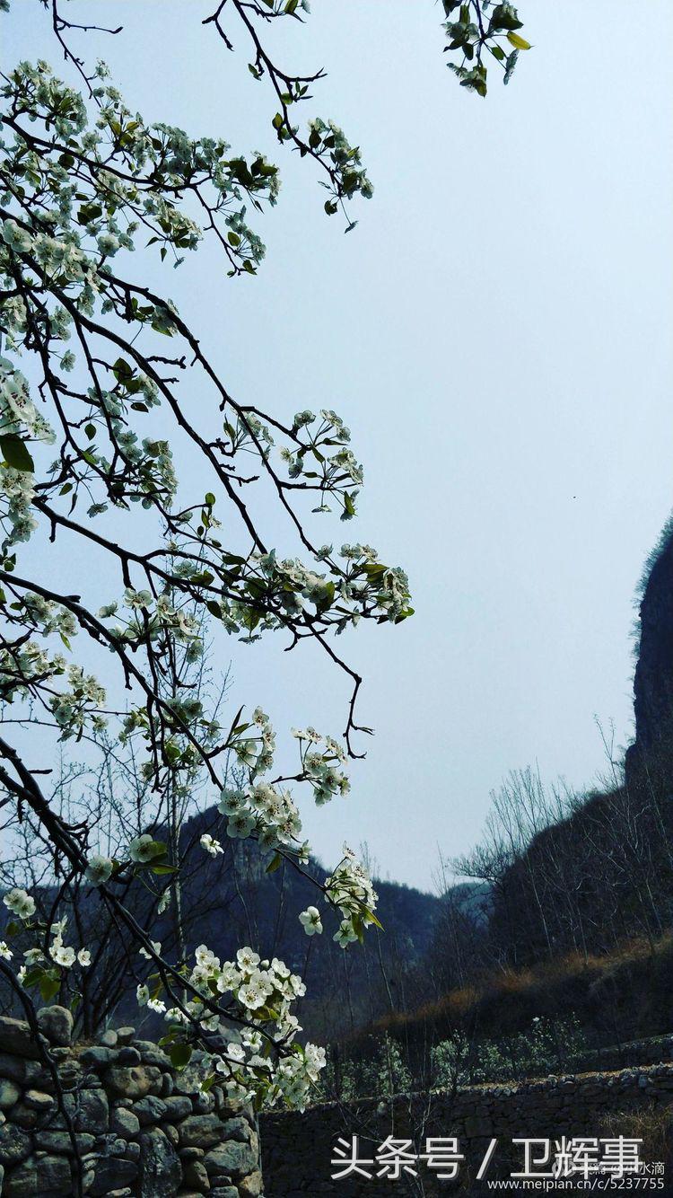 卫辉鲤鱼村道路两侧的千娇百媚……