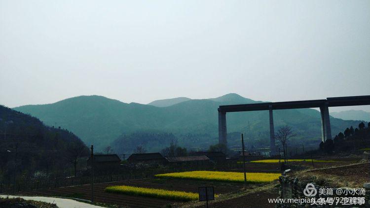 卫辉鲤鱼村道路两侧的千娇百媚……