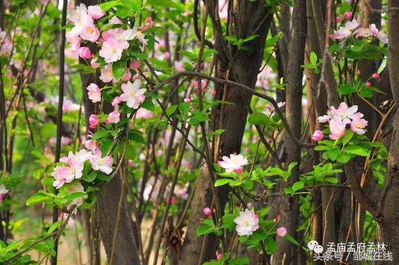 唯美中式风景,唯美花开美景图片