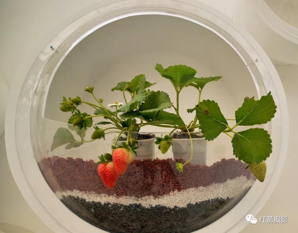 农业嘉年华北京,北京农业嘉年华延期