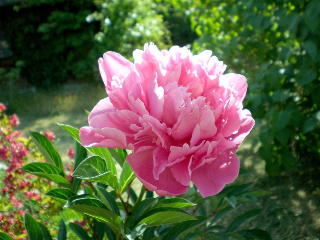 牡丹真国色花开时节动京城谁写的,花开时节动京城唯有牡丹真国色