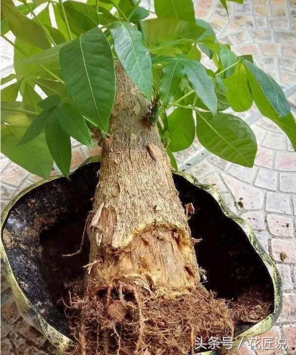多菌灵给烂根发财树浸泡消毒配比,烂根的发财树怎样快速生根