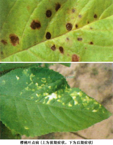 樱桃斑点落叶病害,樱桃灰霉病果实图片