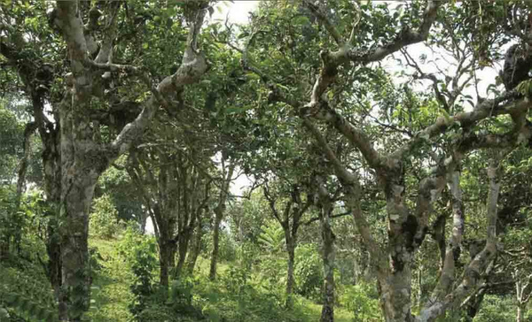 瑞荣号野生茶图片,瑞荣号古树茶