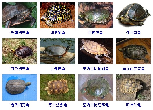 最完整的龟的种类图片大全,常见龟类品种大全图片及名称