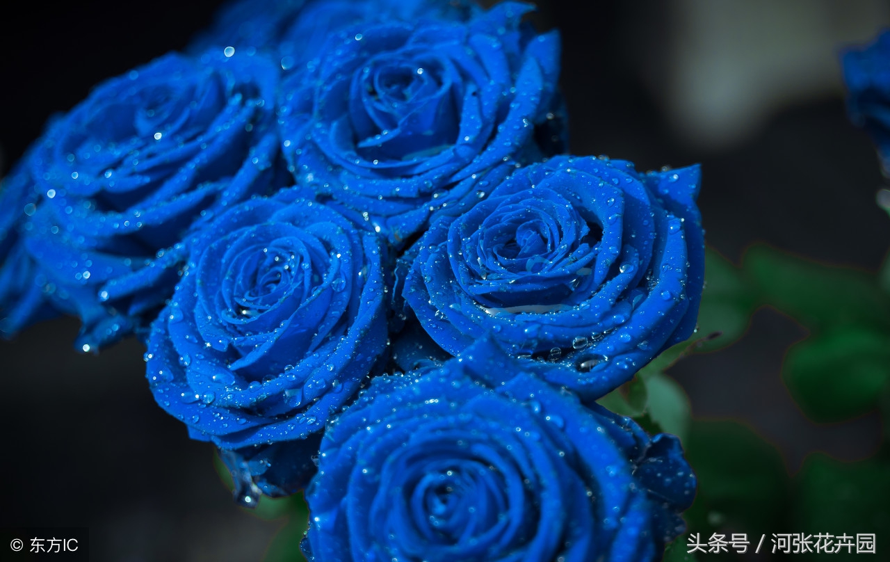 蓝玫瑰蓝色妖姬的花语及含义解析,蓝玫瑰的花语蓝色妖姬代表什么