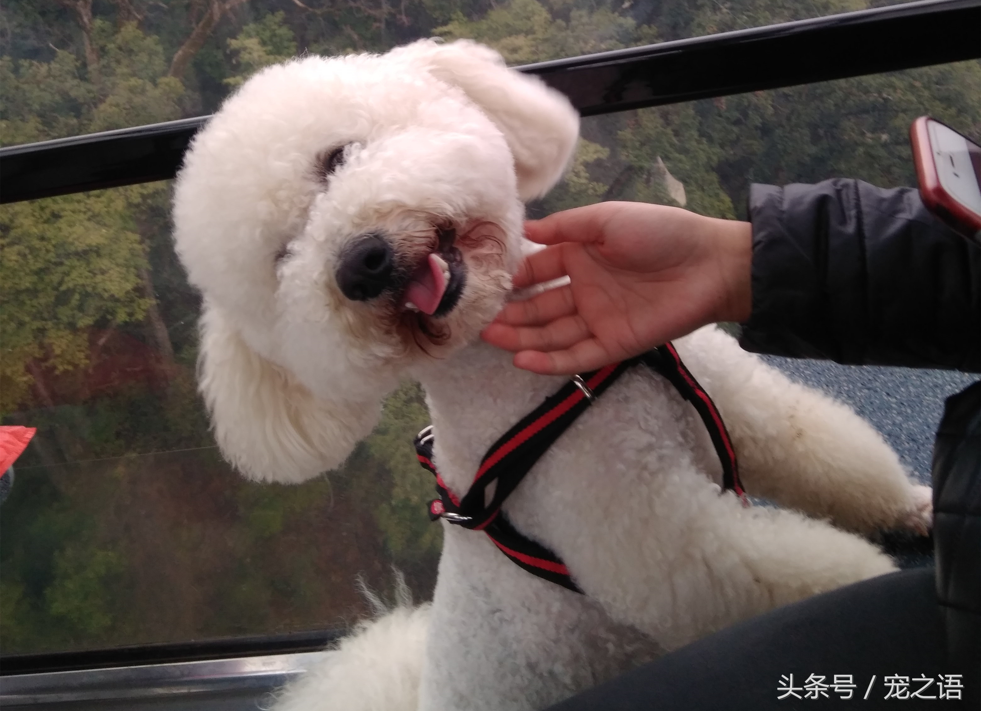 带着狗狗去旅行应该去哪儿,带着狗狗旅行不方便