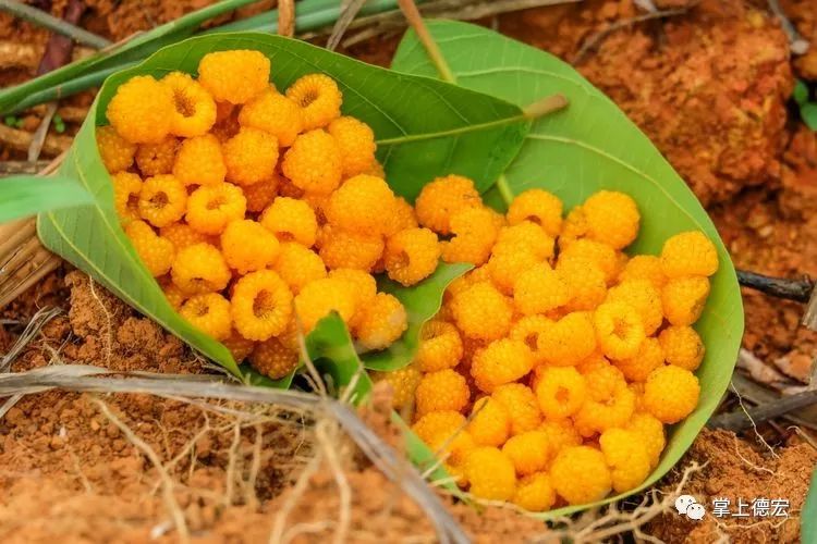 黄泡果熟了,云南特色黄泡