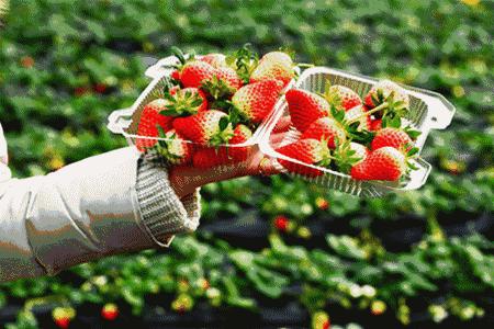 大连草莓采摘全过程,大连草莓采摘园推荐