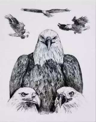 鹰怎么画又霸气又真实,要怎么画真实的老鹰