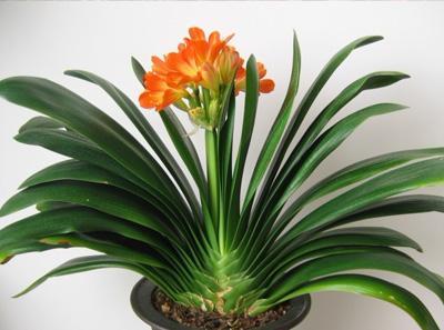 家中养君子兰的技巧分享,家中养君子兰的技巧与方法