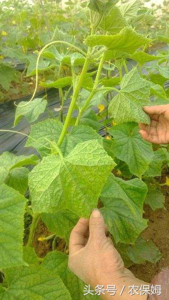 黄瓜能把下面发黄的叶子剪掉吗,黄瓜叶子发黄长斑点用什么药