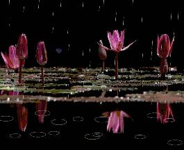 清明时节养生重在祛湿,中药祛湿粥