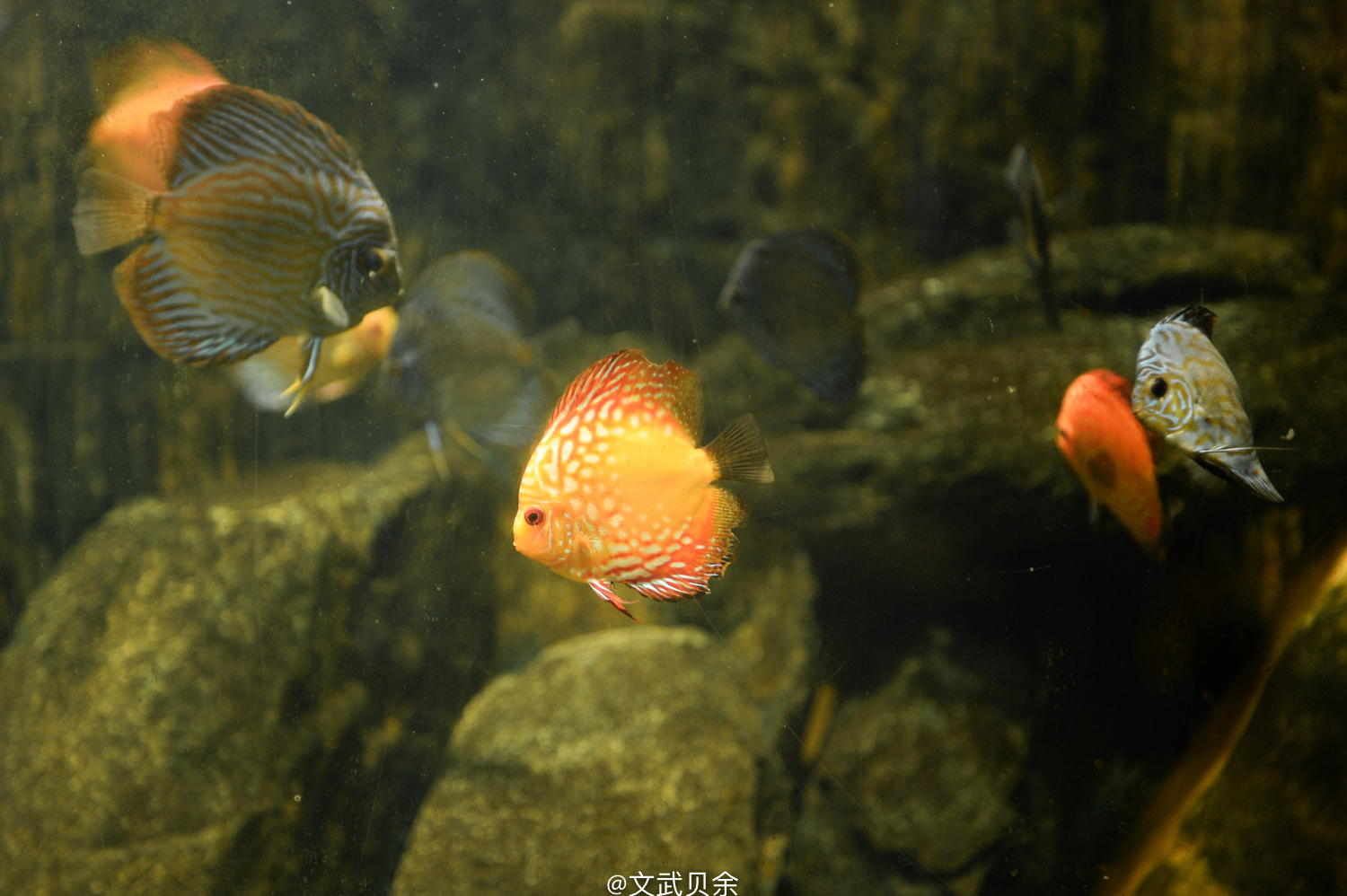 六安九十里山水画廊攻略,六安九十里山水画廊是啥